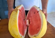 A melancia amarela se destaca pelo sabor e cor vibrante