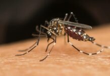 Brasil lança ações para se antecipar a período de alta da dengue
