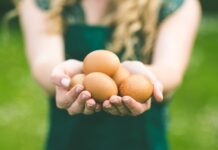 Mercado de ovos prevê crescimento na produção e consumo