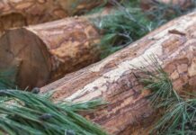 Homem morre após ser atingido por árvore