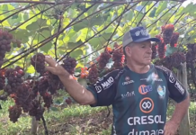 Morador troca a cidade pelo sítio e se destaca na produção de uvas