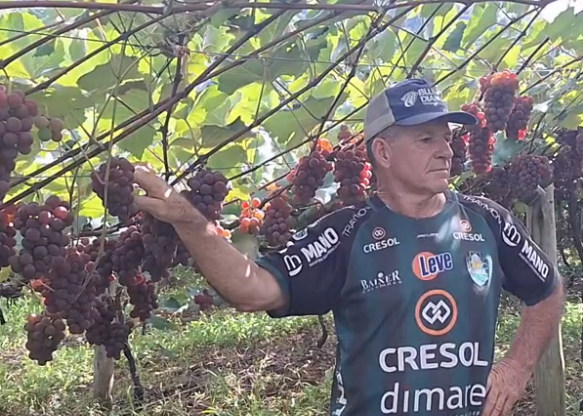 Morador troca a cidade pelo sítio e se destaca na produção de uvas