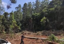 Santa Catarina registra 4 mortes por queda de árvore em 15 dias
