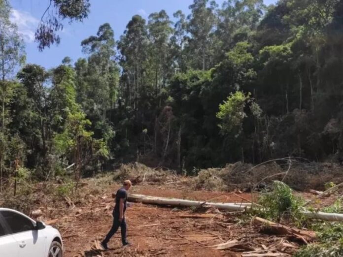 Santa Catarina registra 4 mortes por queda de árvore em 15 dias