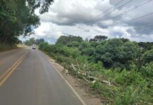 SC-350 liberada após queda de árvore entre Caçador e Taquara Verde