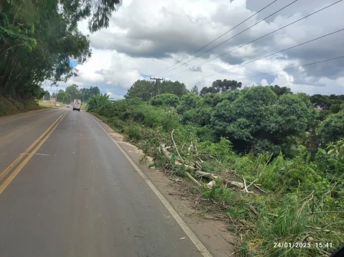 SC-350 liberada após queda de árvore entre Caçador e Taquara Verde