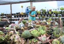 Cultivo de suculentas é alternativa de renda para a agricultura familiar