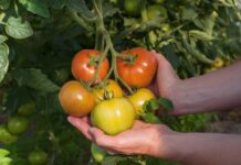 Produtores apostam em porta-enxerto para alta produtividade no cultivo de tomate