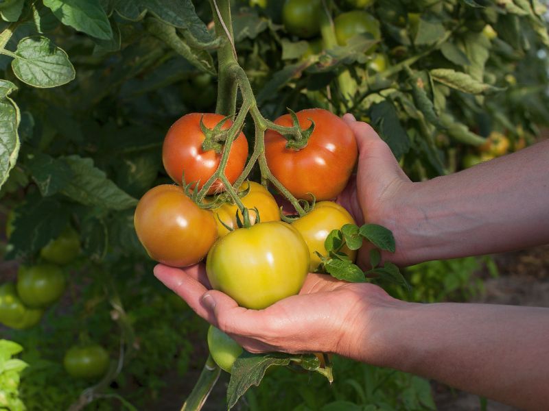 Produtores apostam em porta-enxerto para alta produtividade no cultivo de tomate