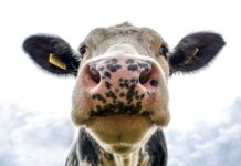 SC alcança marca de 3,5 mil propriedades livres de brucelose e tuberculose