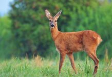 Polícia Militar resgata veado em área urbana de Canoinhas