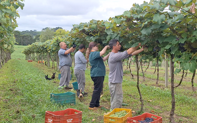 Uniarp e Prefeitura de Caçador entregam frutas da estação para entidades
