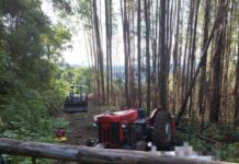 Idoso morre após queda de árvore em Ibiam