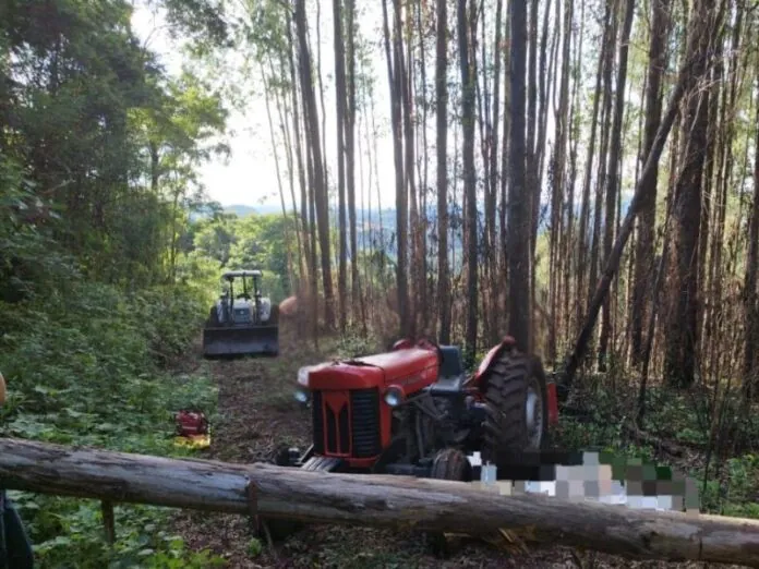 Idoso morre após queda de árvore em Ibiam