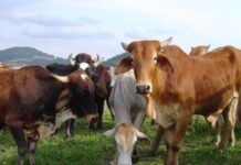 Produção animal impulsiona crescimento do agronegócio catarinense em 2024