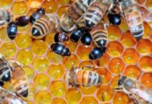 Pequeno besouro das colmeias ameaça produção de mel em SC