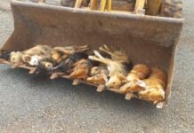 Cães são envenenados em propriedade no interior de Herval d’Oeste