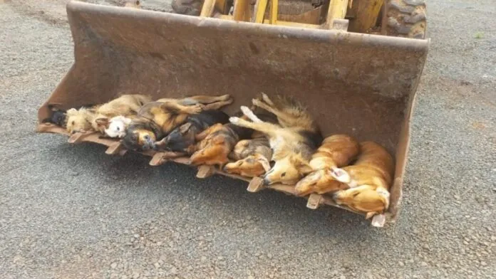 Cães são envenenados em propriedade no interior de Herval d’Oeste