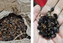 Fábricas de Santa Catarina são alvo de apreensão de “café fake”