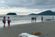 Cão fica ao lado do corpo do dono morto em praia de BC