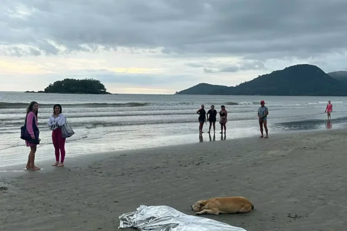 Cão fica ao lado do corpo do dono morto em praia de BC