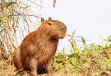 Capivara causa acidente em Rio das Antas