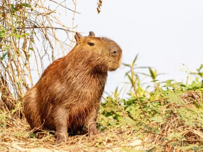 Capivara causa acidente em Rio das Antas