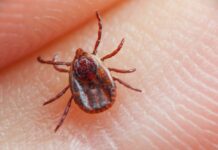 Surto de carrapatos leva município de SC a declarar emergência