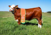 Conheça a Celva: melhor vaca do mundo da raça Simental