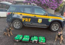 Cães farejadores encontram mais de 27 kg de drogas em bagagem