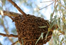 Vespas e abelhas: Cuidados com o processo alérgico e prevenção contra os insetos
