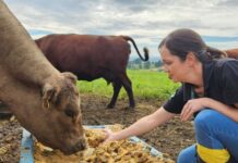 Epagri estuda o uso do bagaço da maçã na pecuária de corte