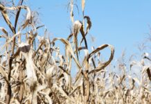 Estiagem afeta agricultura e pecuária catarinense