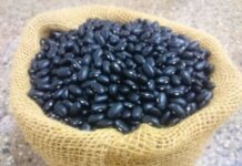 Epagri lança nova variedade de feijão preto, o SCS208 Cronos