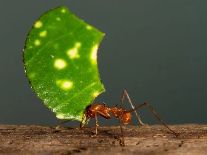 Formigas cortadeiras: como controlar essa ameaça às plantas e cultivos