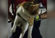 Gato mobiliza “mega operação” em cidade catarinense