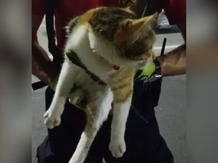 Gato mobiliza “mega operação” em cidade catarinenses