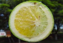 Cidasc orienta produtores catarinense para ações contra o greening