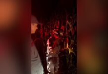 Idoso se perde em plantação e é encontrado horas depois