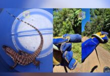 Lagarto e cobra são capturados pelos bombeiros no centro e bairro de Caçador