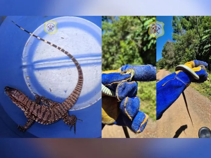 Lagarto e cobra são capturados pelos bombeiros no centro e bairro