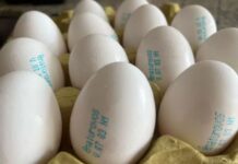 Cidasc esclarece nova portaria do Mapa sobre rotulagem de ovos