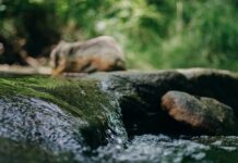 Alta mortandade de peixes é registrada em rios de Videira