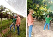 Acadêmicos pesquisam o controle de plantas invasoras na vitivinicultura