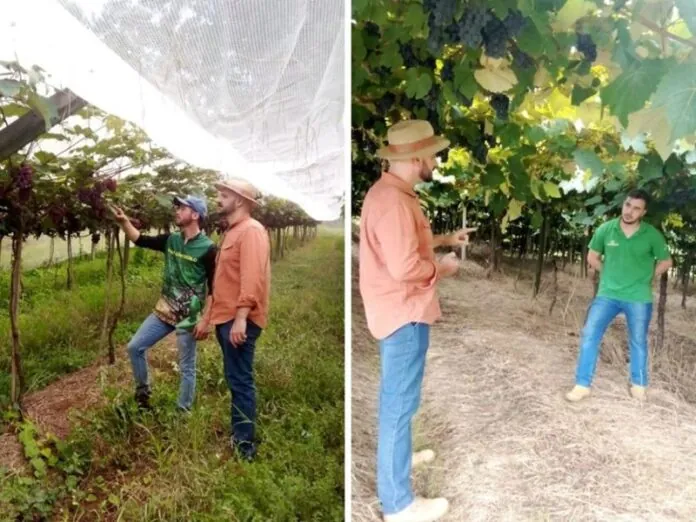 Acadêmicos pesquisam o controle de plantas invasoras na vitivinicultura