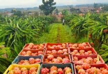 Colheita da pitaia em SC é iniciada nesta quinta-feira (6)