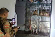 Cachorros soltos na rua invadem residência e matam cão