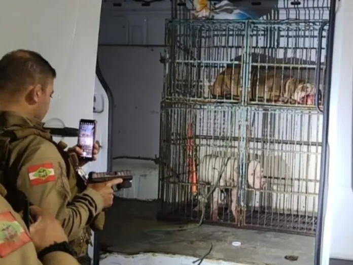 Cachorros soltos na rua invadem residência e matam cão