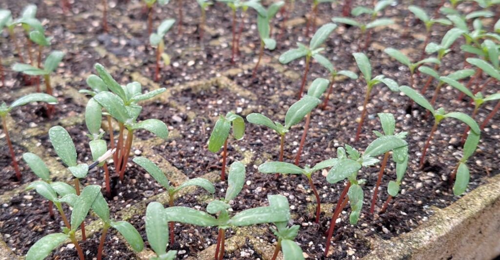 Prefeitura de Caçador segue com a coleta de sementes de árvores nativas