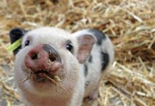 Criminosos invadem propriedade rural, matam porcos e levam itens